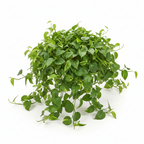 Green Money Plant (Epipremnum aureum – Green variety)