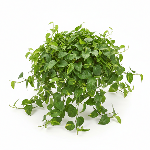 Green Money Plant (Epipremnum aureum – Green variety)