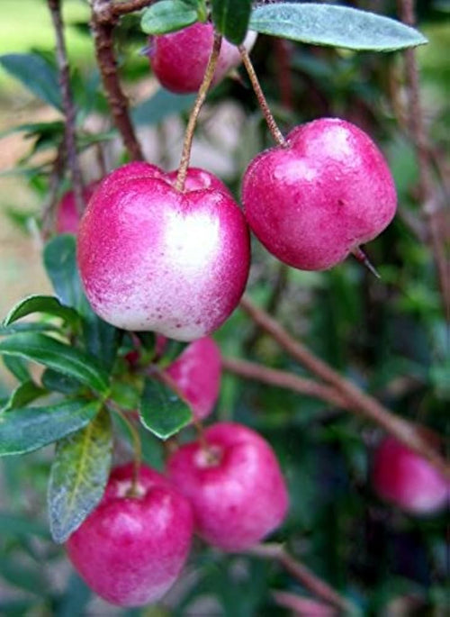 APPLEBERRY