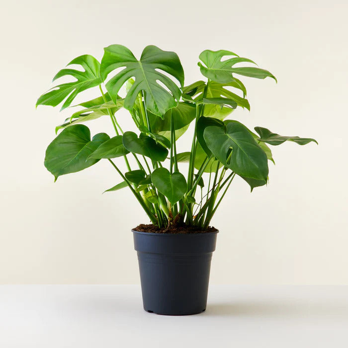 BROKEN HEART PLANT