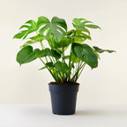 BROKEN HEART PLANT