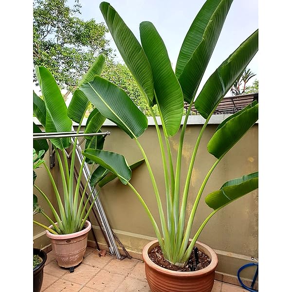 Banana Palm