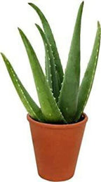 VARICATED ALOE VARA PLANT