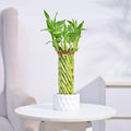 Lucky Bamboo spiral
