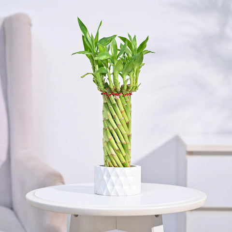 Lucky Bamboo spiral