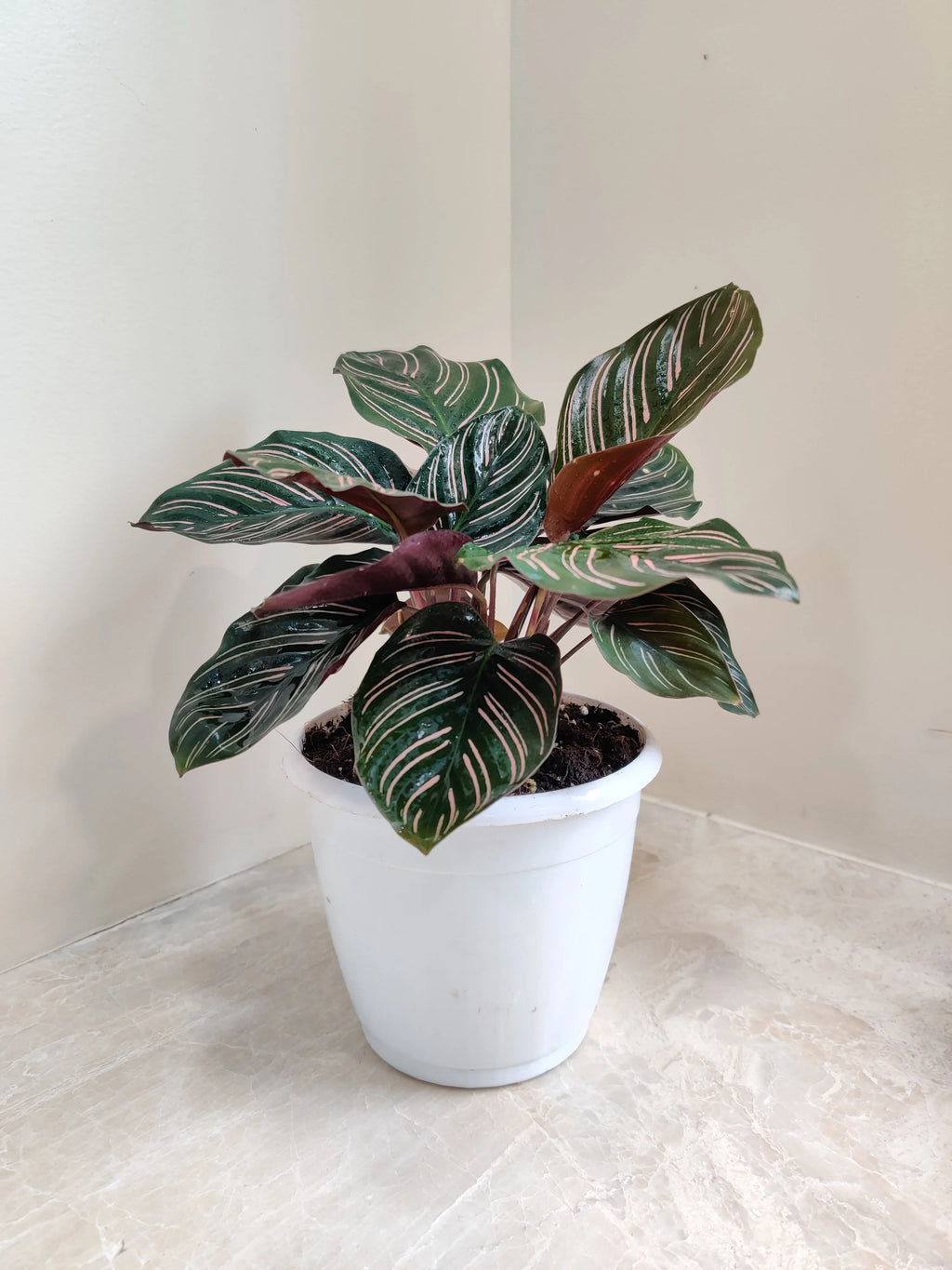 Calatheas