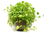 POTHOS MONEY PLANT