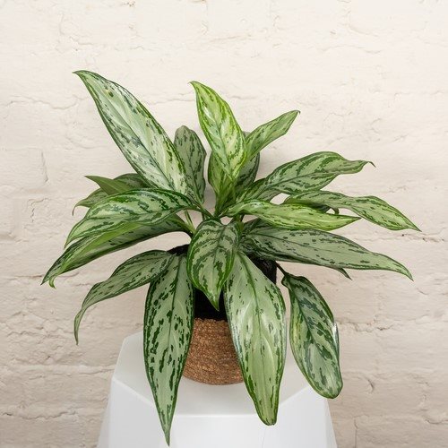 Chinese Evergreen