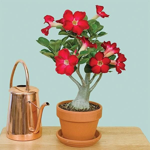 Adenium plant