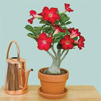 Adenium plant