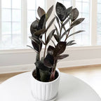 ZZ Black Plant