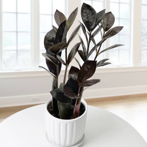 ZZ Black Plant