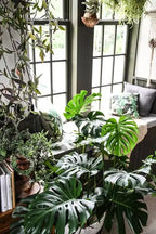 MONSTERA PLANT