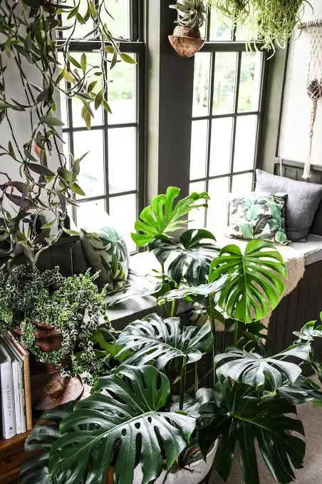 MONSTERA PLANT