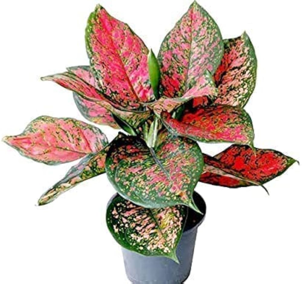 AGLAONEMA PLANT