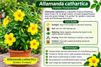 YELLOW ALLAMANDA