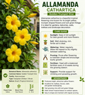 YELLOW ALLAMANDA