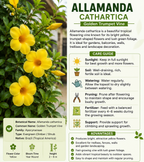 YELLOW ALLAMANDA