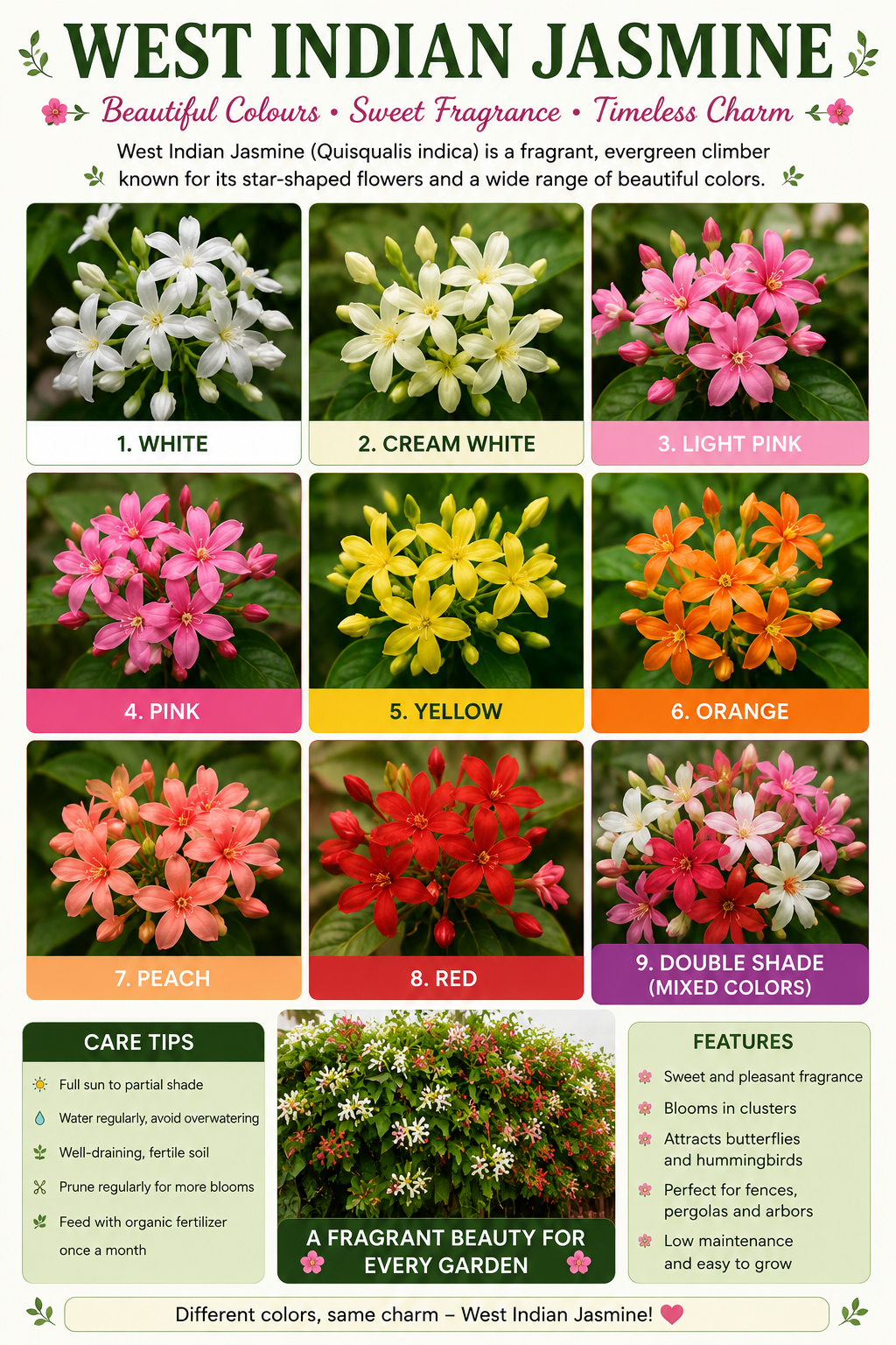 West Indian Jasmine