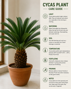 Cycas Plant