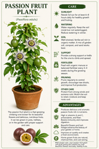 IMPORTED PASSION FRUIT