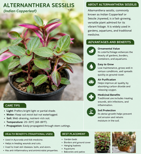 Masopani Plant