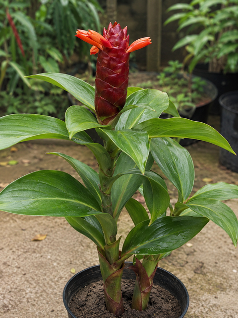 Insulin Plant