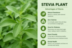 Stivia Plant