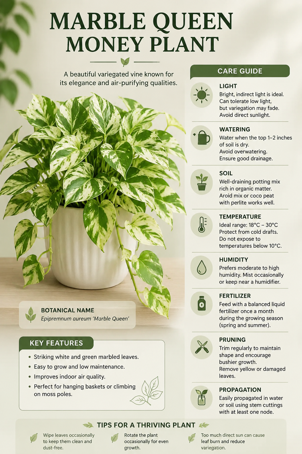 Marble Money Plant (Epipremnum aureum ‘Marble Queen’)