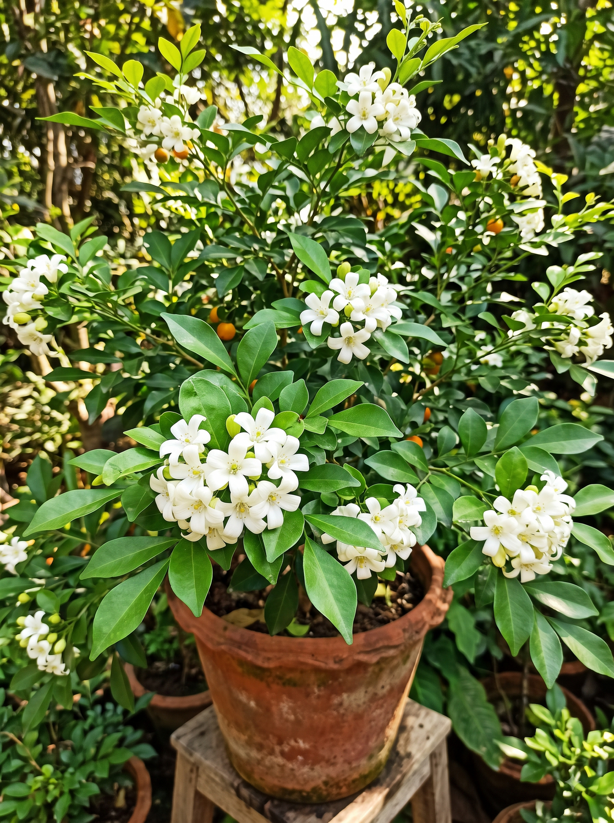 KAMINI (MURRAYA PANICULATA)