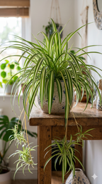VERICATED SPIDER PLANT