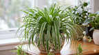 Bichetii Spider Plant