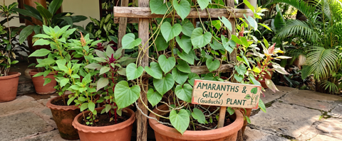 Guluchi Plant(Giloy)