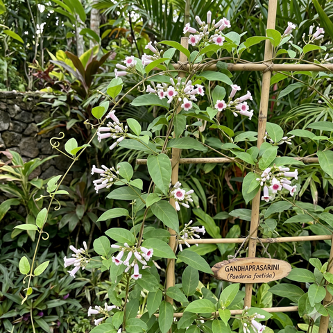 Pasaruni Plant