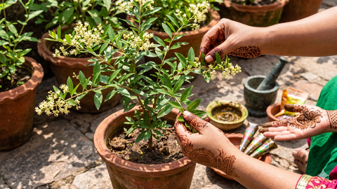 Mehendi Plant