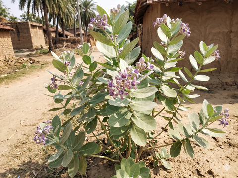 Arakha Plant