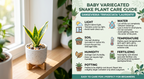 Baby Variegated Snake Plant