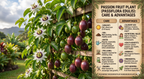 IMPORTED PASSION FRUIT