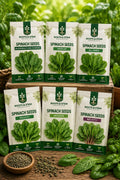 Hybrid spinach seeds