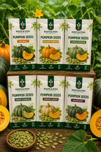 Hybrid Pumpkin Seeds