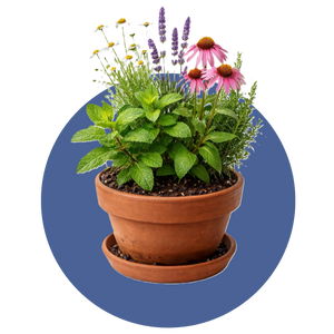 Indoor Plants