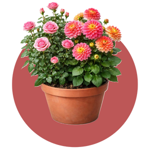 Flowering Plants
