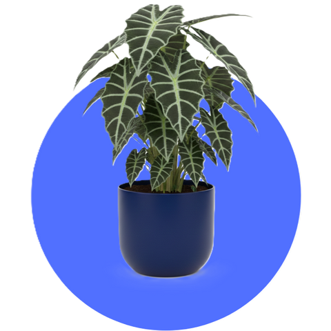 Indoor Plants