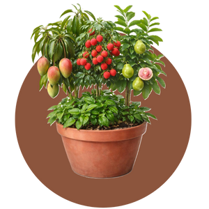Fruiting Plants