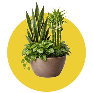 Outdoor Plants