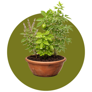 Ritual Plants