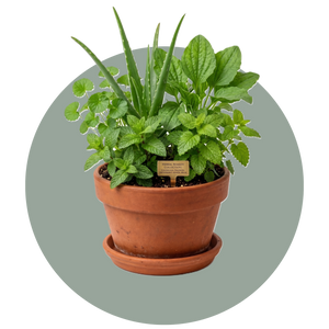Medicinal Plants