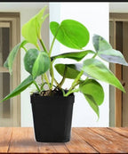 BRAZIL MONEY PLANT