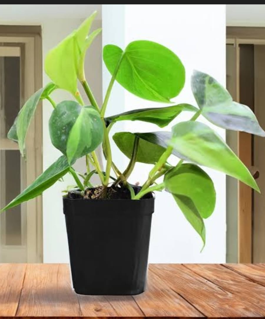 BRAZIL MONEY PLANT