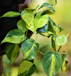 BRAZIL MONEY PLANT